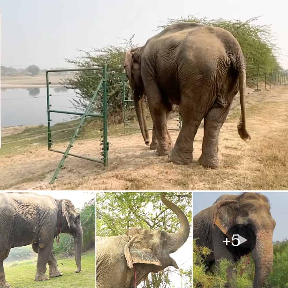 Heartwarming Visually Impaired Senior Elephant Finds Freedom And Happiness
