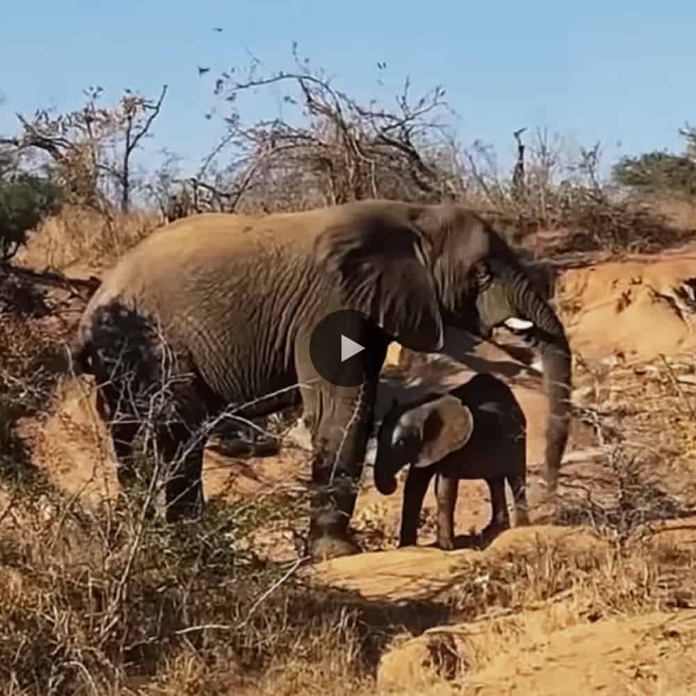 Heroic Elephants Rally To Protect Distressed Baby Elephant