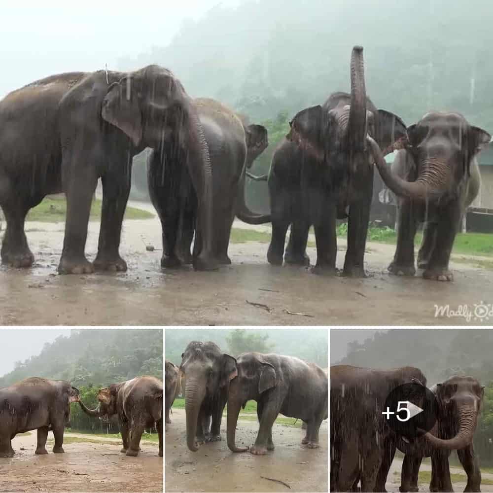 In Harmony With Nature Elephants’ Symphony In The Rain