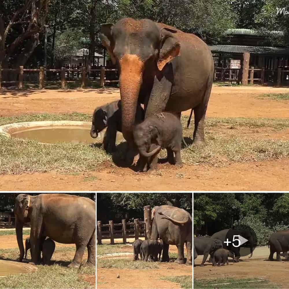 Meet The Adorable Twin Elephants At Pinnawala Mimicking Mom’s Every Move