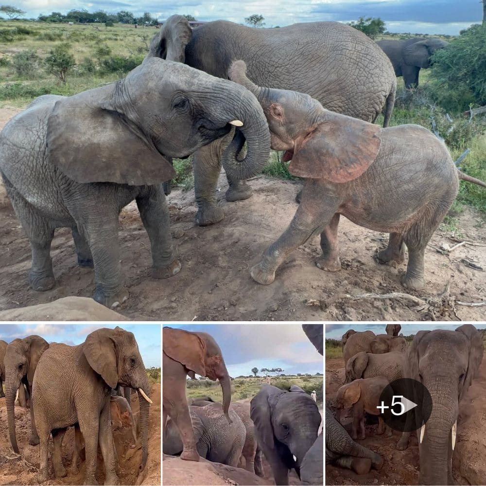 Playful Elephants Enjoy A Sand Bath While Sibling Rivalry Brews