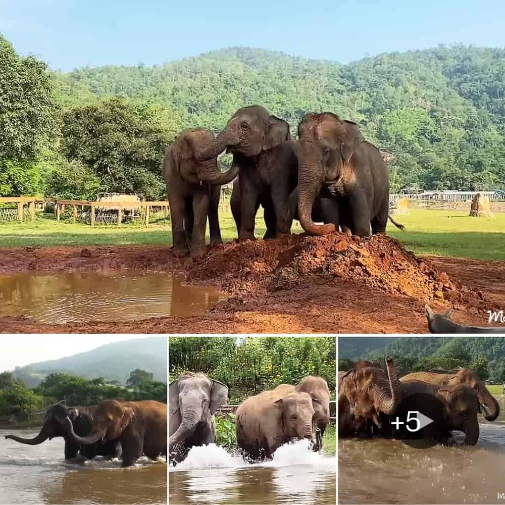 Unforgettable Bond Half Sister Elephants Reunite After Years Apart