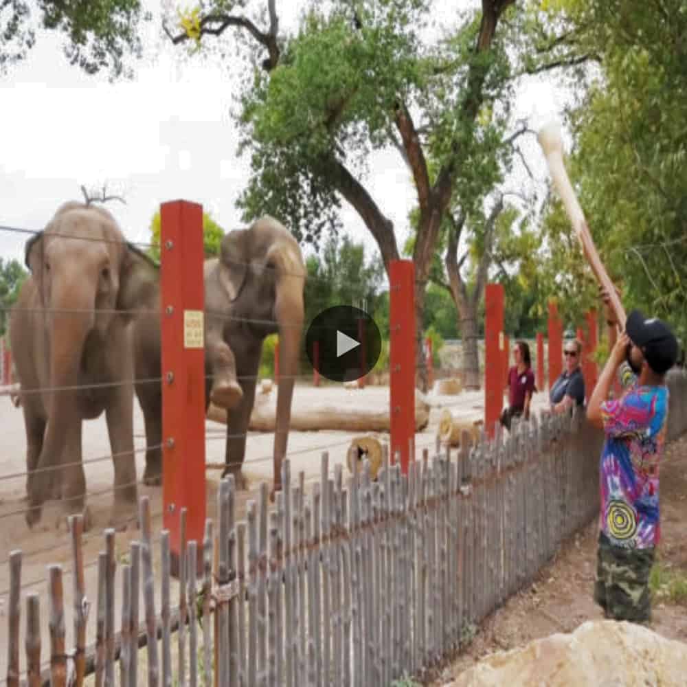 Watch The Incredible Dance Of Elephants To A Mesmerizing Didgeridoo