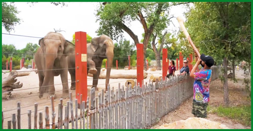 Watch The Incredible Dance Of Elephants To A Mesmerizing Didgeridoo