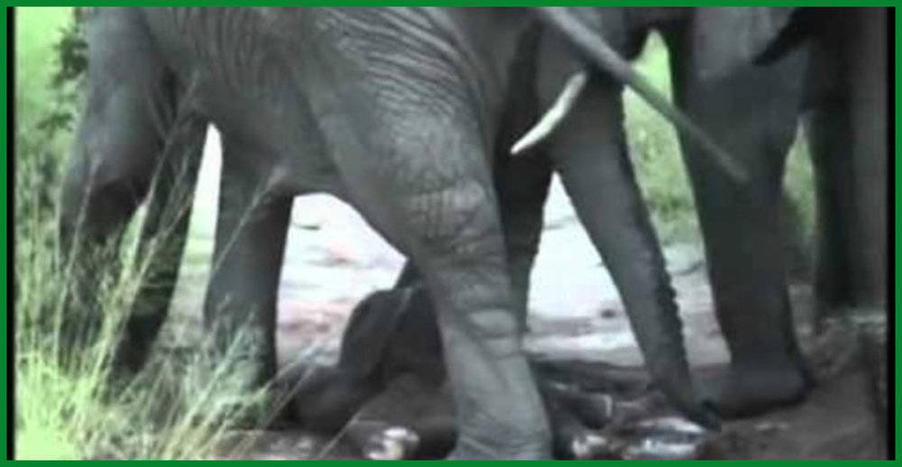 Elephant Birth Reveals An Incredible Sight!