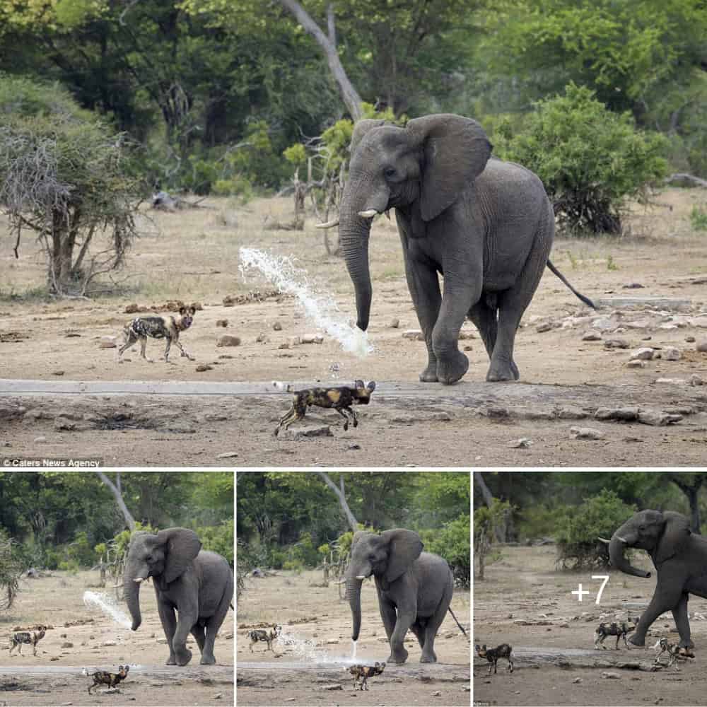Elephant Uses Trunk as Water Cannon to Deter Playful Wild Dogs Daily