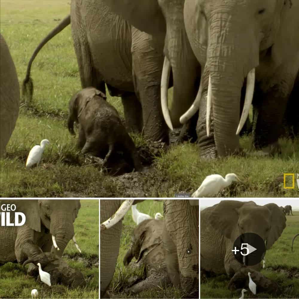 Incredible Rescue Grandma Elephant Saves Baby Elephant From A Sticky Situation