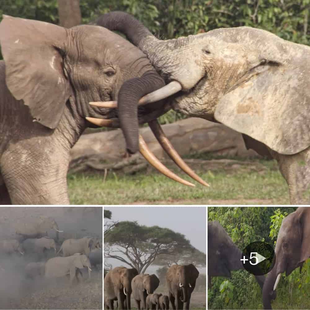 Unveiling the Remarkable Intelligence of Elephants