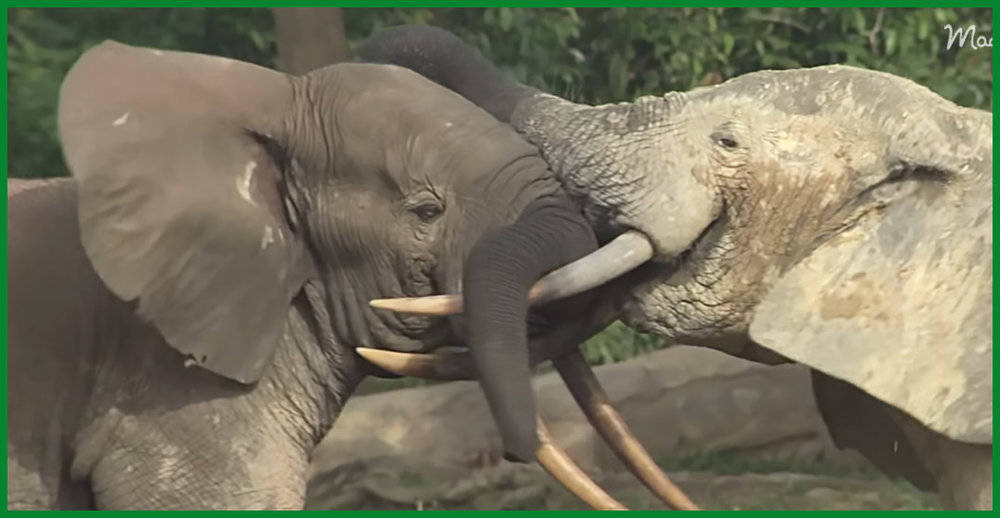 Unveiling The Remarkable Intelligence Of Elephants