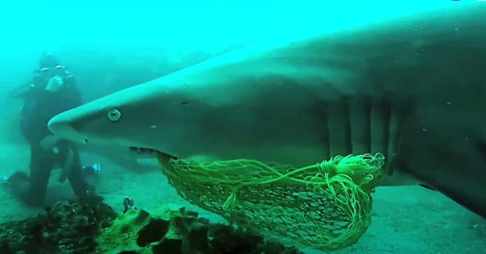 A Diver's Compassion Rescuing a Shark in Byron Bay