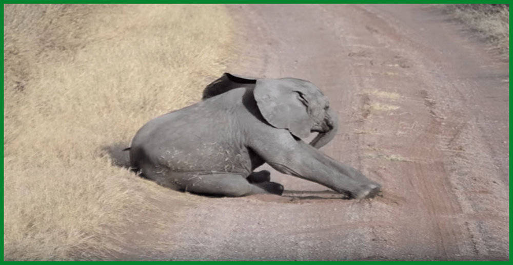 Adorable Baby Elephant's Tantrum Caught On Camera Will Melt Your Heart