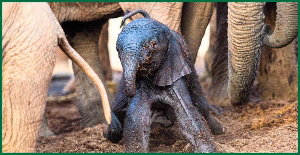 Elephant Birth Surprises Mother And Caretaker At Kenya Sanctuary