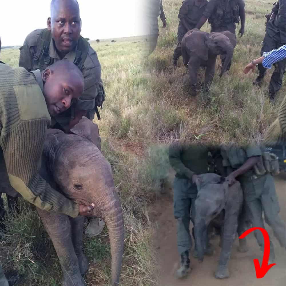 Lost Baby Elephant Reunited With Herd Thanks To Dedicated Rangers Thumbnail