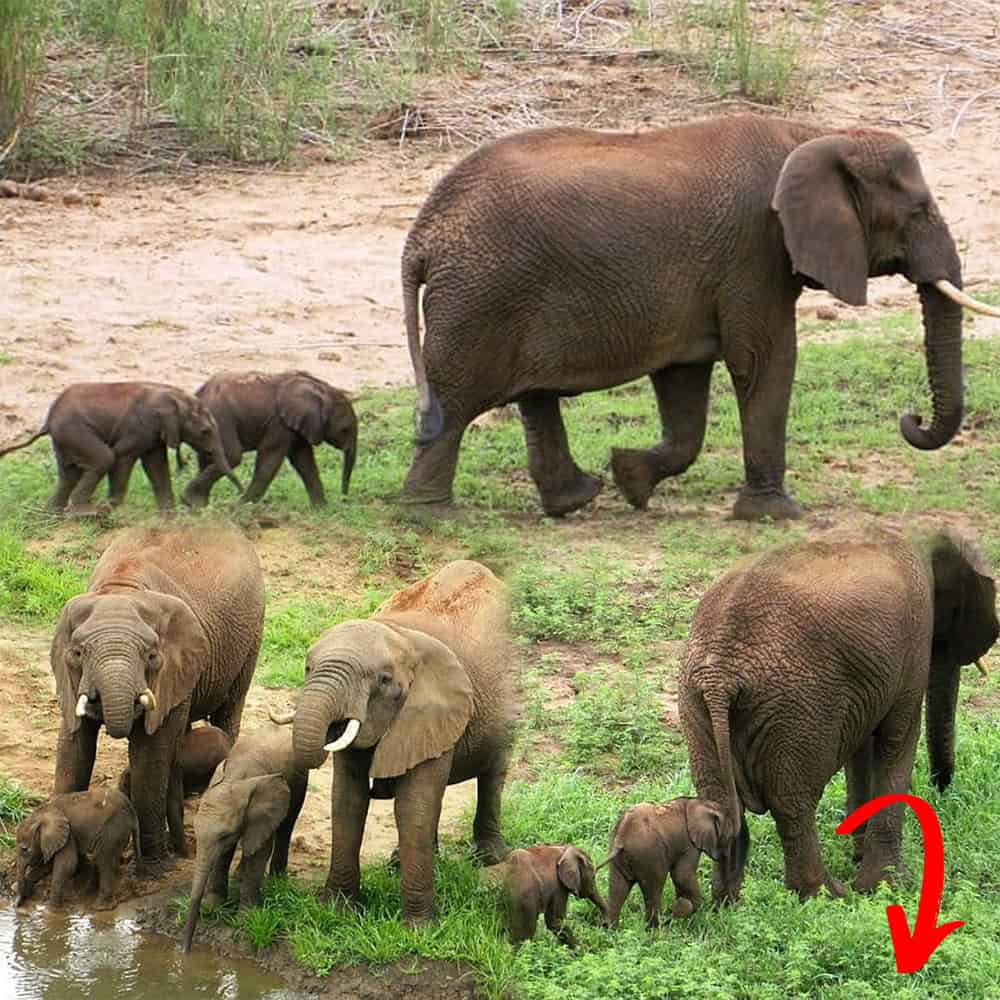 Rare Elephant Twins Born At Game Reserve After A Decade Heartwarming Sight As Herd Supports Newborn Calves Thumbnail
