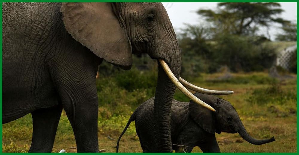Resilience And Wisdom: The Inspiring Story Of A Baby Elephant's Triumph ...
