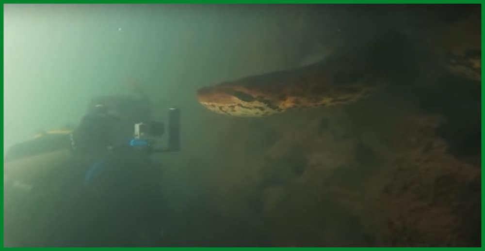 Unbelievable Underwater Encounter Diver Meets Enormous Anaconda