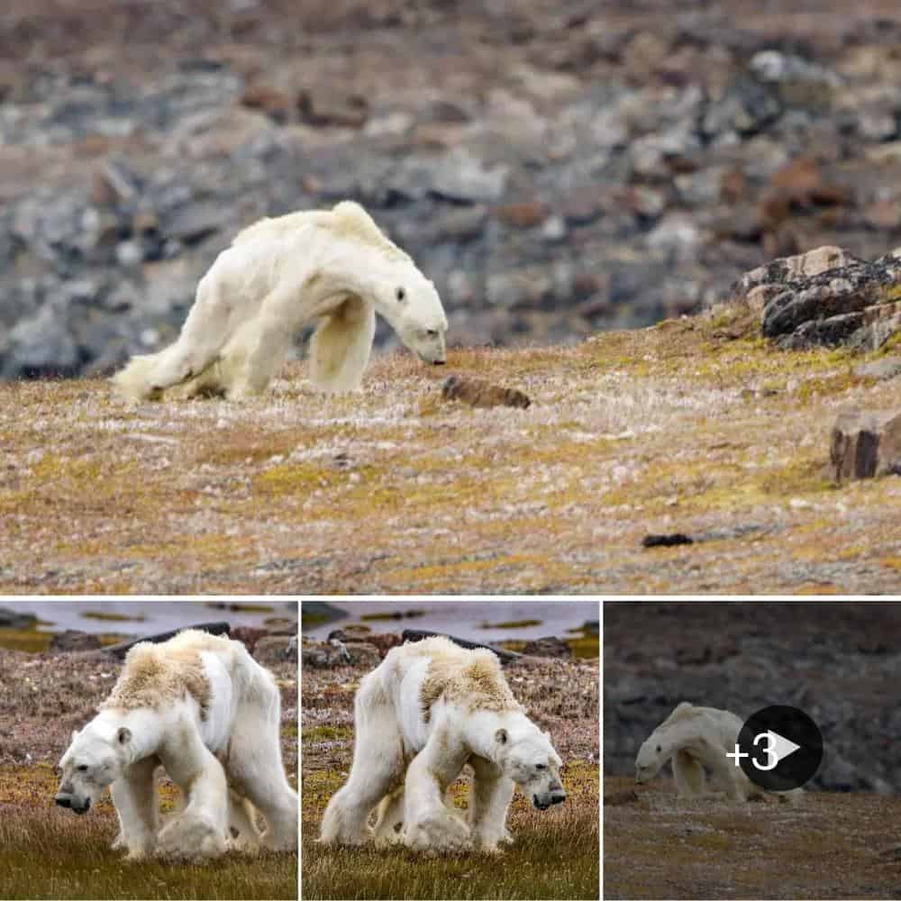HeartWrenching Video Starving Polar Bear’s Struggle Reveals Dire