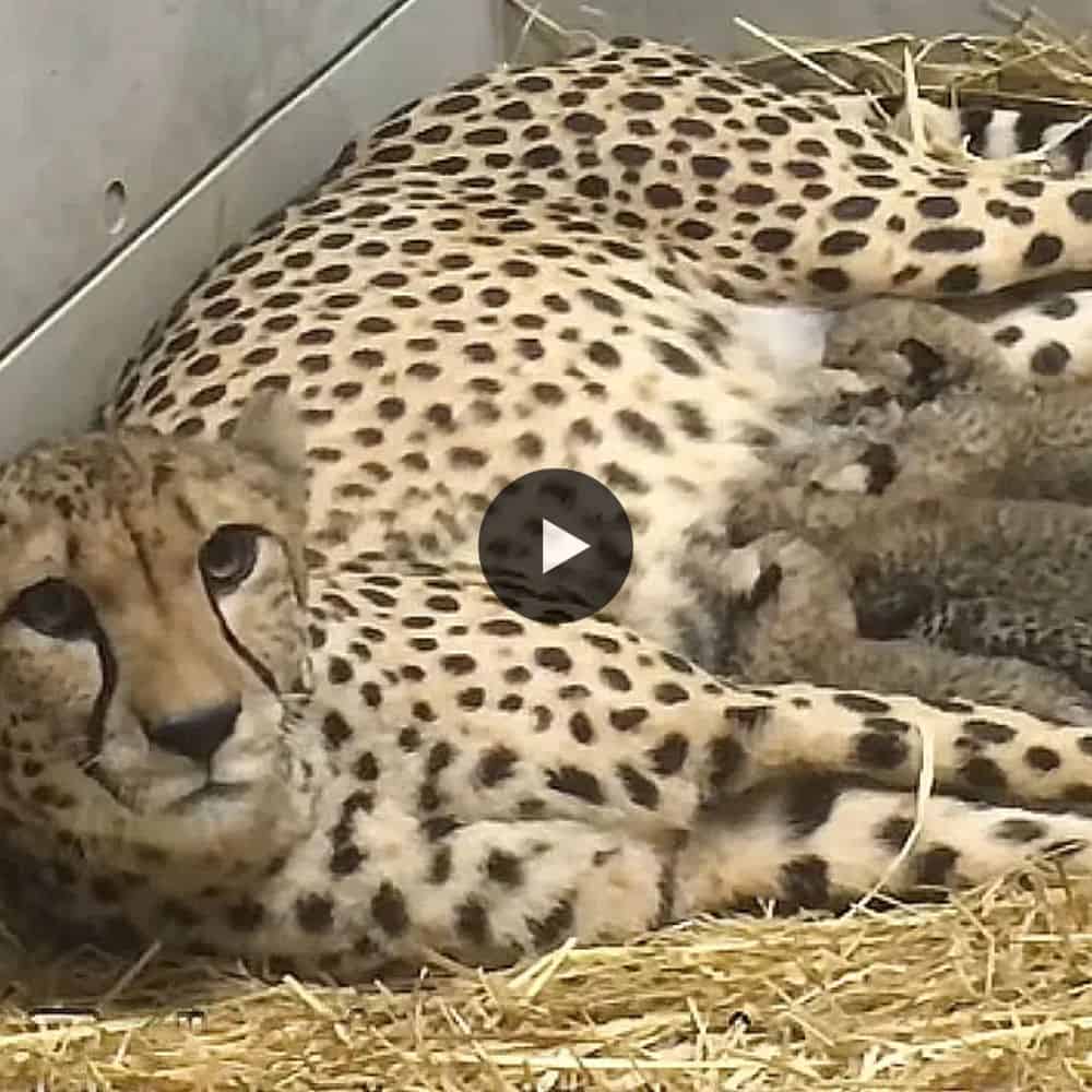 11 Days Old, Six Tiny Cheetah Cubs In Zoological Park, Japan So Adorable