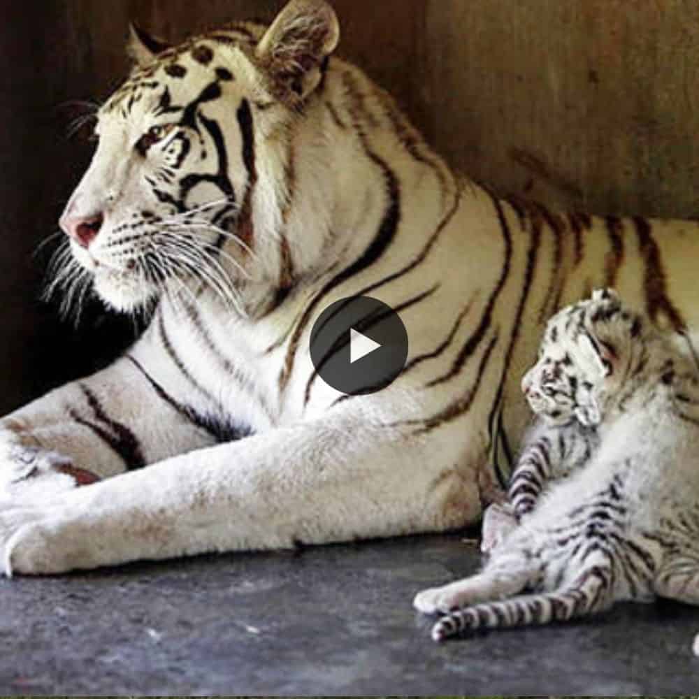 A Zoo In Mexico Welcomes The Birth Of 3 White Bengal Tiger Cubs (video)