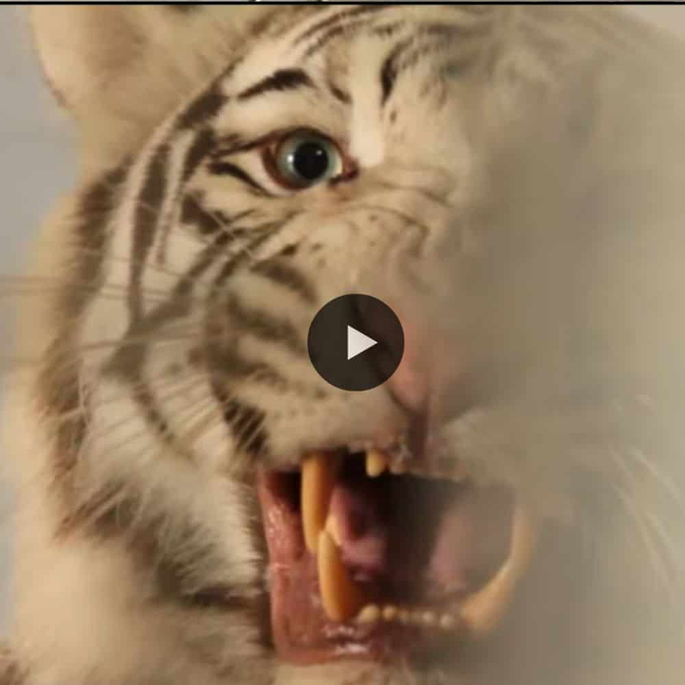 Beautiful Family White Tiger Mom Gave Birth To Three Different Color Cubs In Cali Zoo