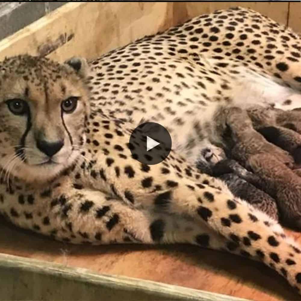 Cheetah Gives Birth To 5 Cubs, But Then The Staff Starts To Scream When This Happens (video)