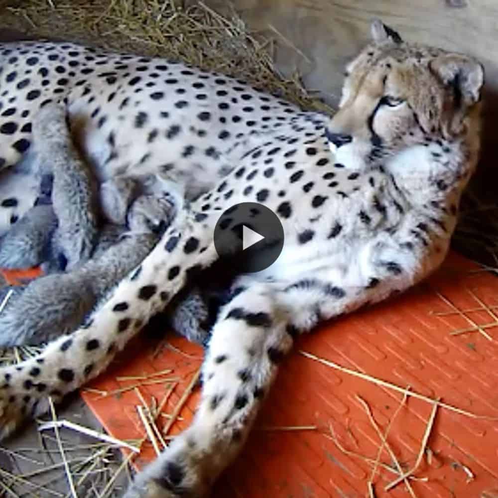 Cheetah Mom, Milani Gives Birth To 5 Tiny Cubs, Is Just 5days Old Here At Metro Richmond Zoo (video)