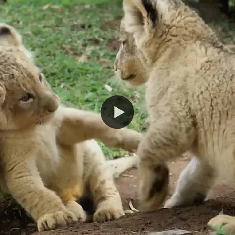 Cute Lion Cubs And Baby Hyenas Are Best Friend So Beautiful Moments (video)