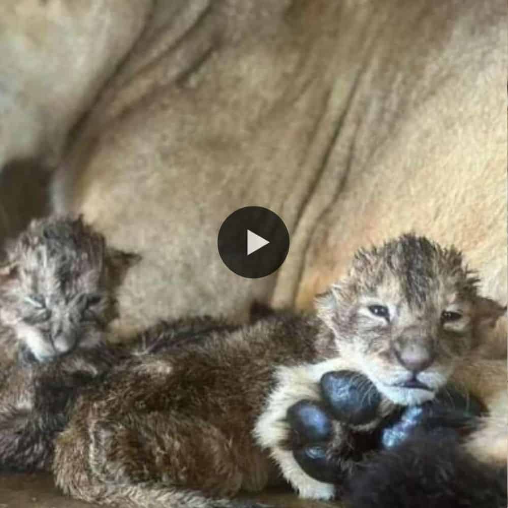 First Look At The African Lion Cubs (video)