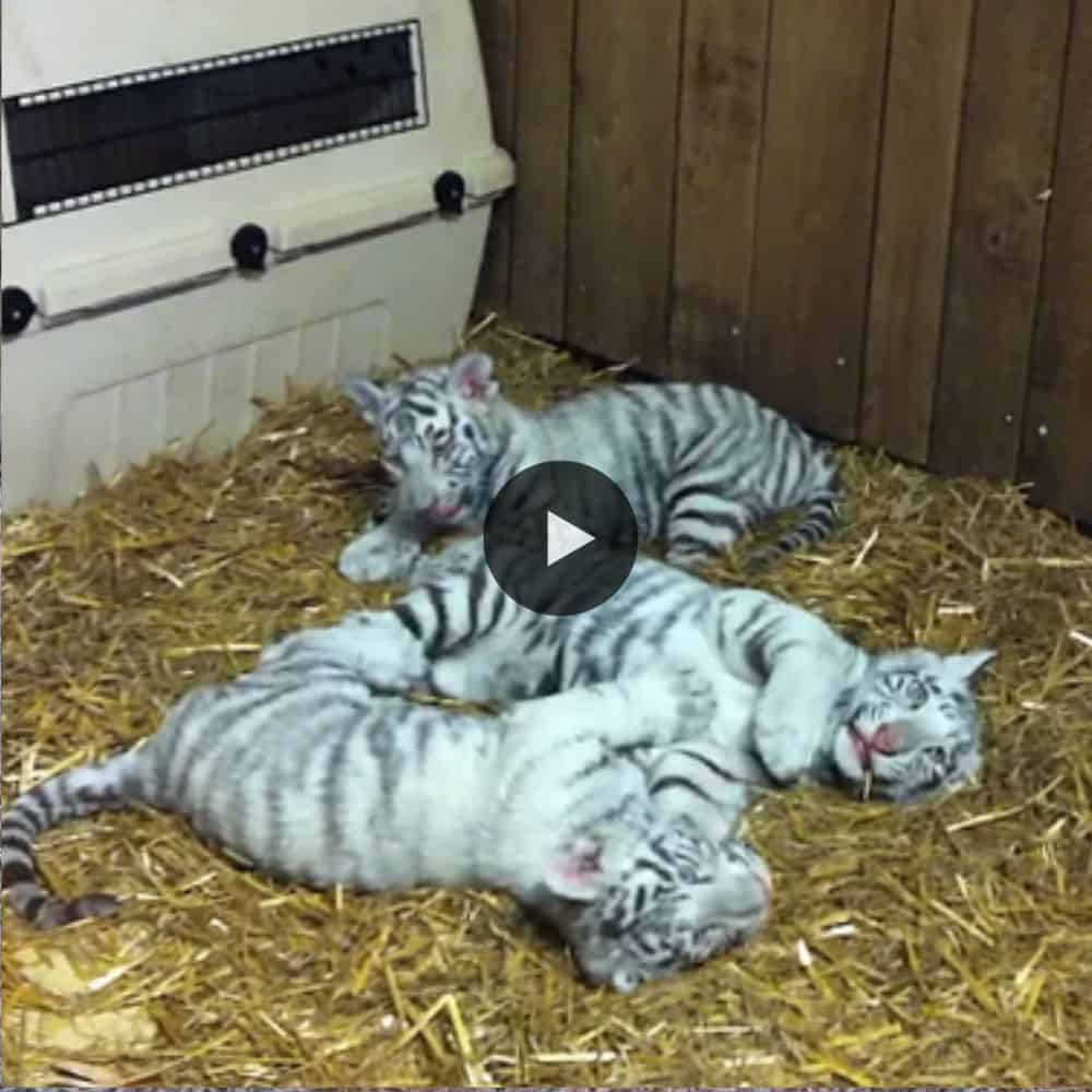 Four White Tiger Cubs Are Playing At Stukenbrock Safari Park Very Cute Tiger Cubs! (video)