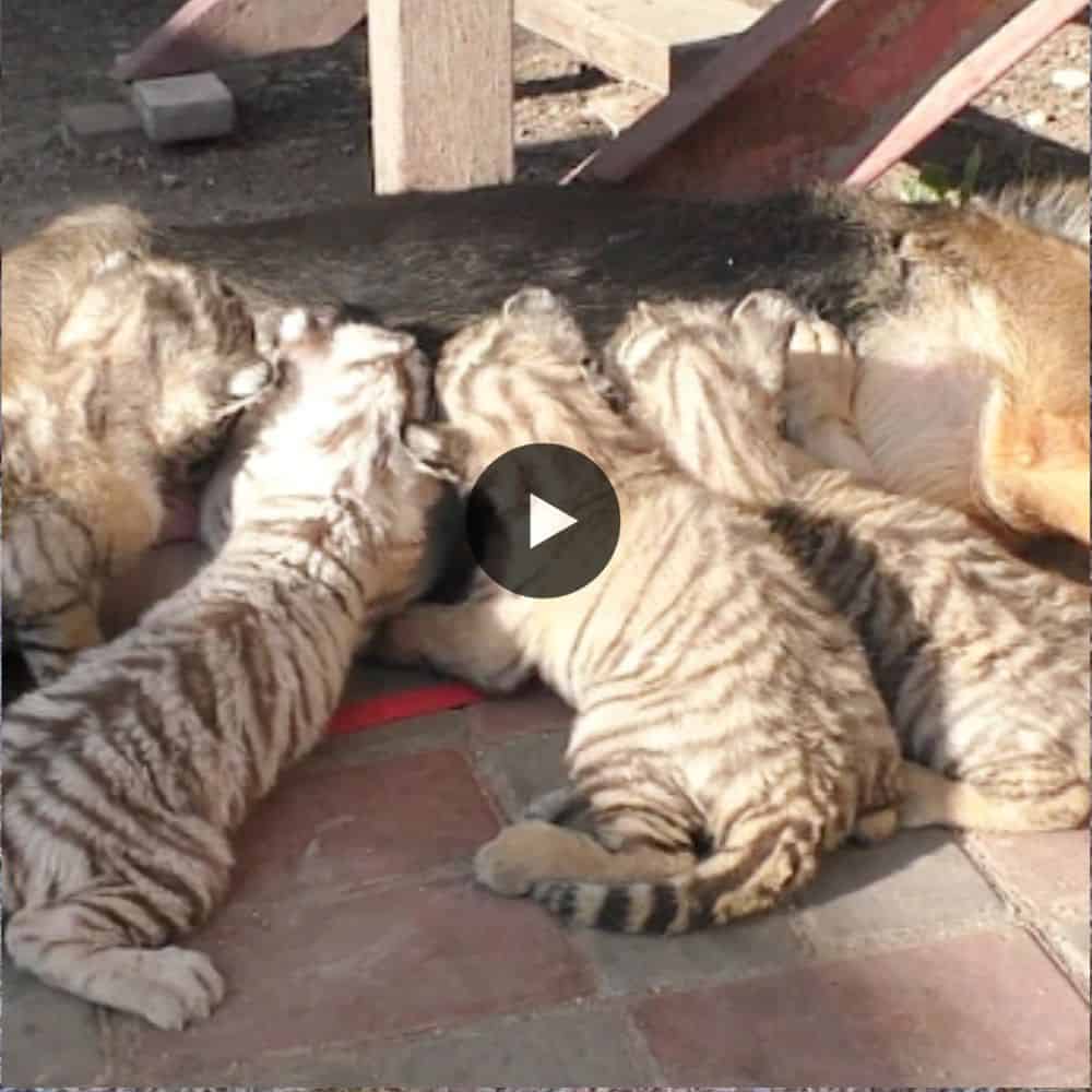 German Shepherd Mother Adopted Abandoned 4 Tiger Cubs In German (video)