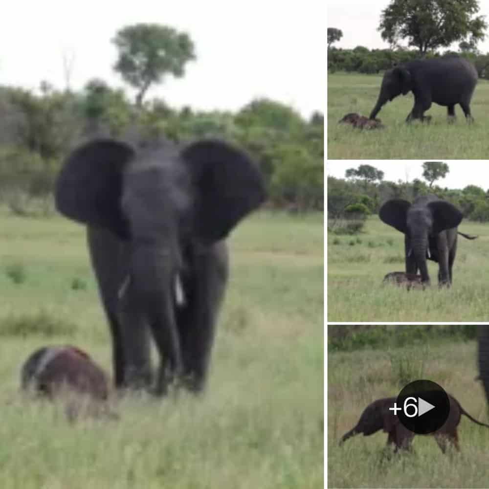 Heartwarming Moment Baby Elephant's First Steps Stir Motherly Concern