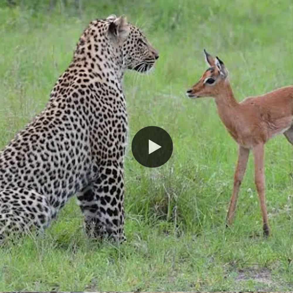 Incredible Footage Of Leopard Behavior With Impala Baby (video)
