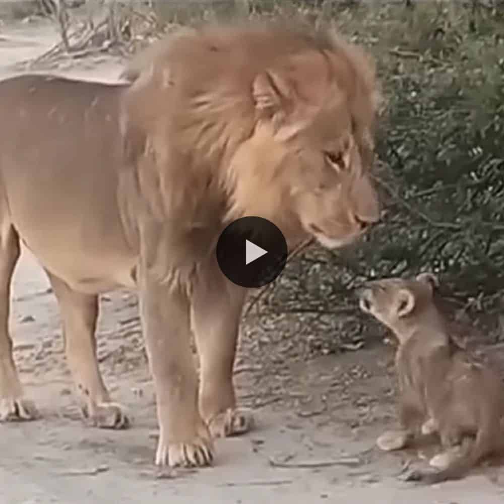 Lion Sighting Daddy Lion Teach His Male Cub To Be A King In Wild