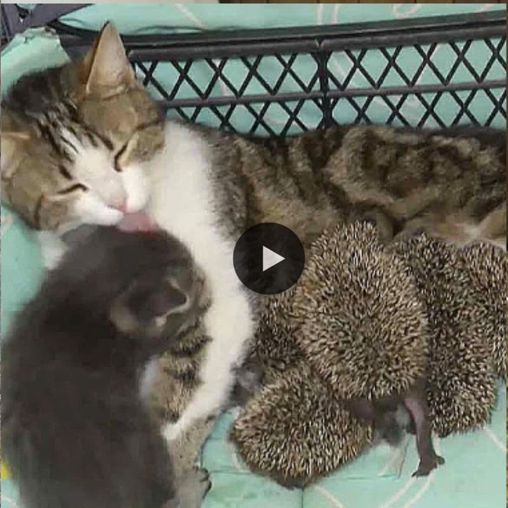 Mom Cat, Murka Adopted Five Hedgehogs Babies With Her Tiny Kitten (video)