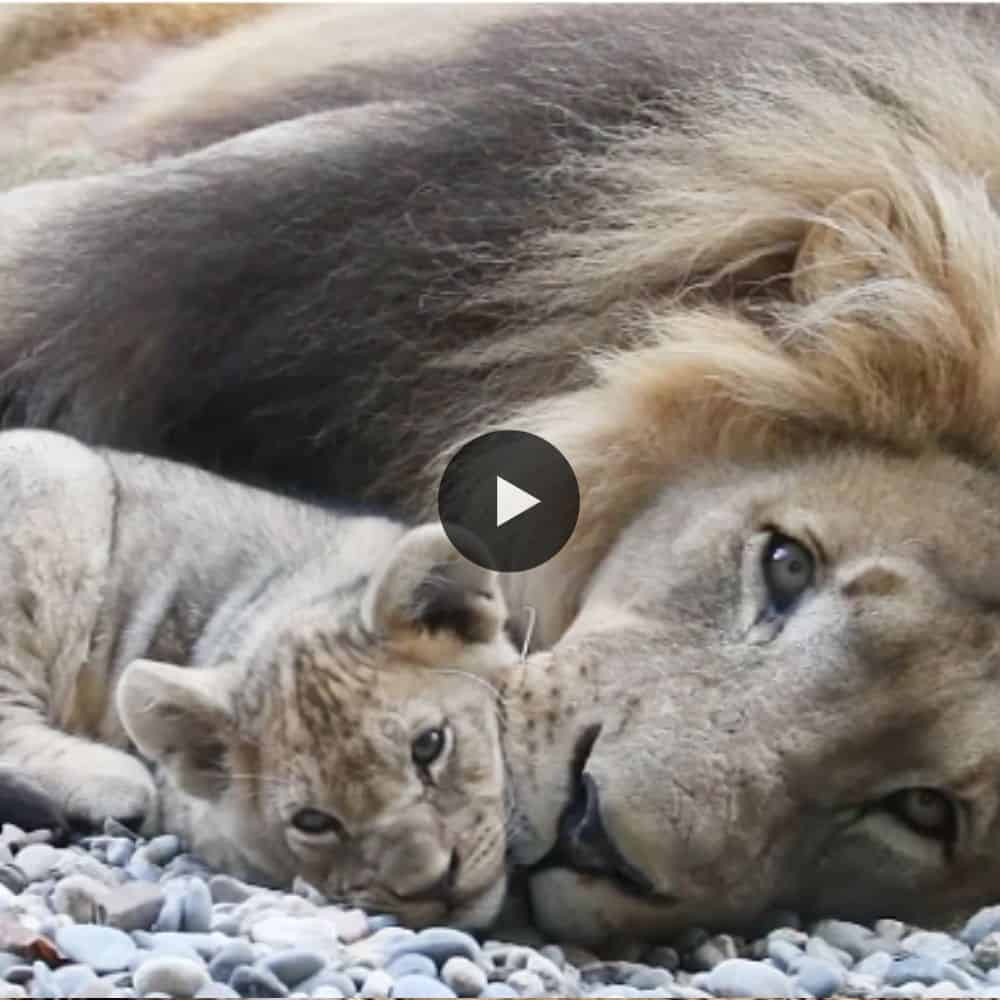 Normally The Mother Lion Takes Care The Cubs . But In This Family , Daddy Is Plays An Important Role (video)
