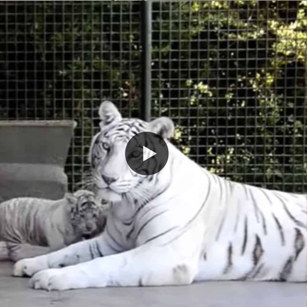Rare Four White Bengal Tigers Appear In Argentine Zoo So Cute