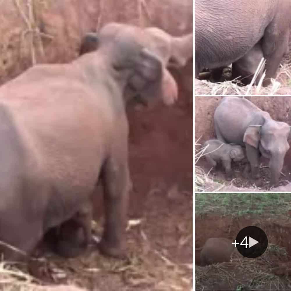 Recounting A Heroic Rescue Baby Elephant And Mother Freed From Ditch By Courageous Souls