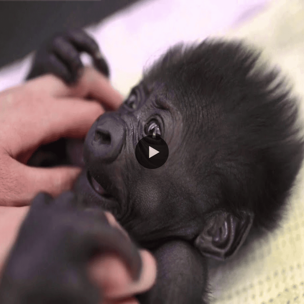 Video The Young Western Lowland Gorilla At Bristol Zoo Is Six Weeks Old And Doing Well