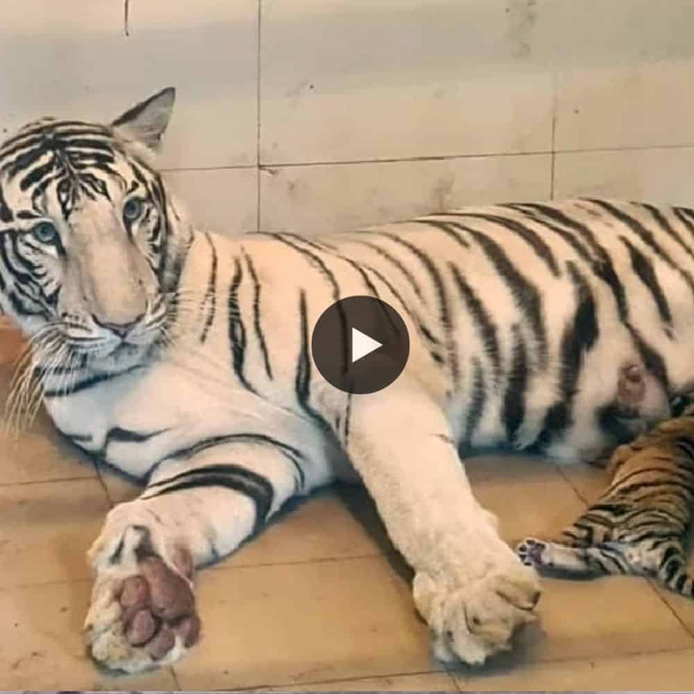 Welcome To Colorful 3 Tiger Cubs Gwalior Zoological Park Beautiful Tiger Family (video)