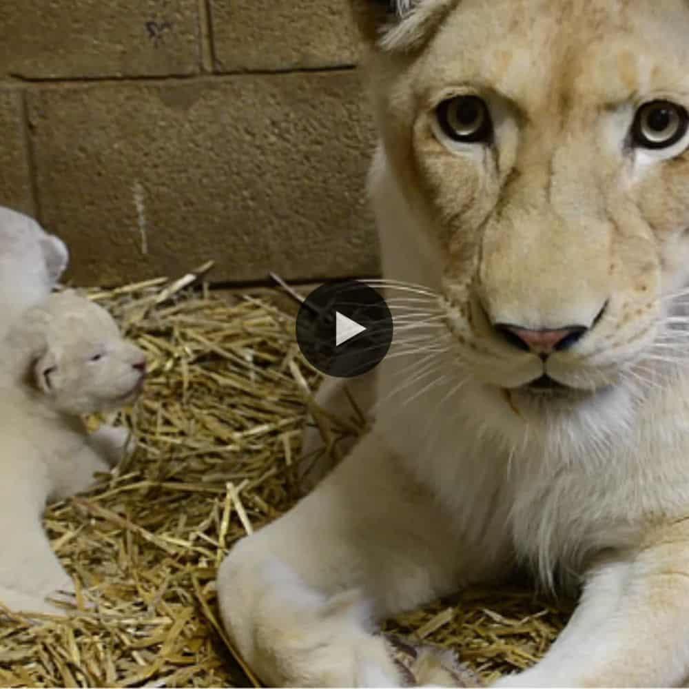Is Just 19days Old, Three Tiny White Lion Cubs With Mom So Adorable (video)