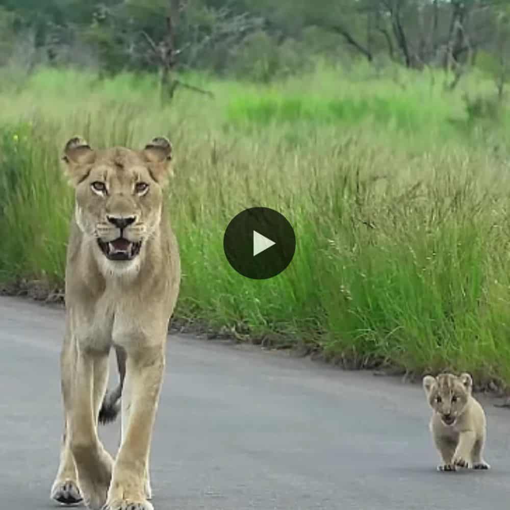 1 Month Old, 2 Tiny Lion Cubs Make A Big Traffic Jam In Kruger National Park (video)