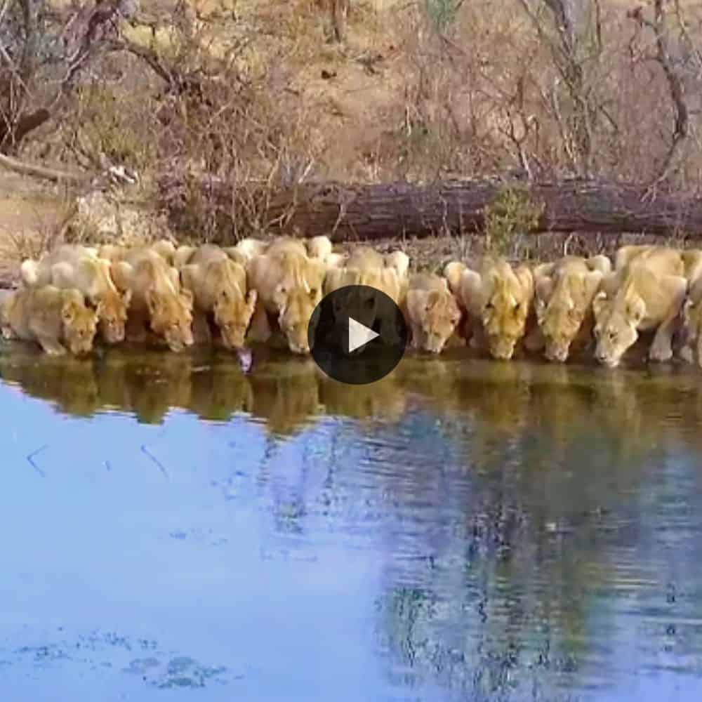 20+ Lions Pride Drinking Watering Hole So Beautiful And Amazing (video)