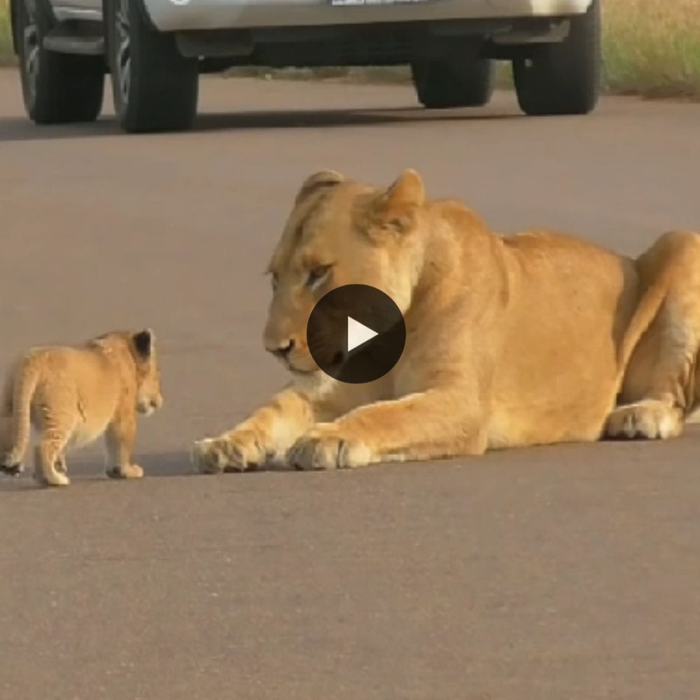 29 Days Old, Two Tiny Lion Cubs Want To Block Road (video)