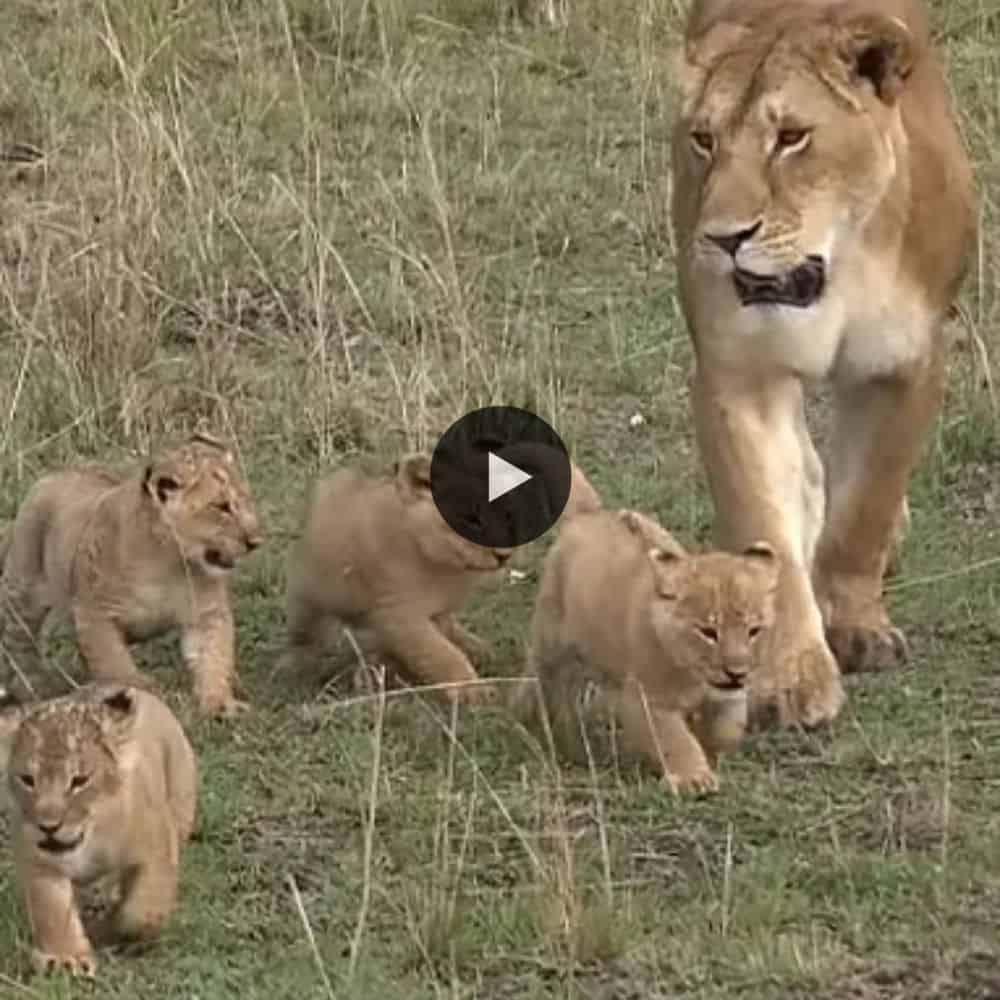 5 Lion Cubs Walk With Mom And Meet Daddy In Wild (video)