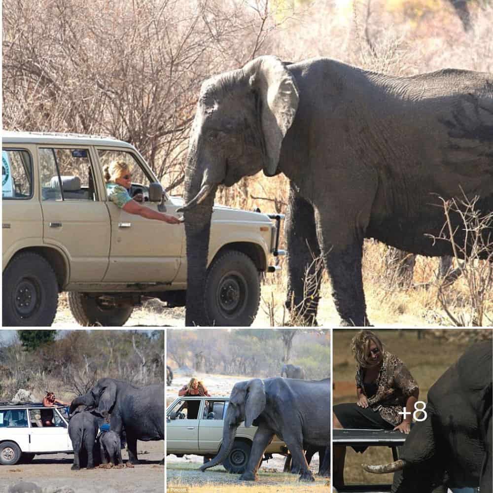 A Remarkable 13 Year Odyssey Living With Elephants In The African Wilderness