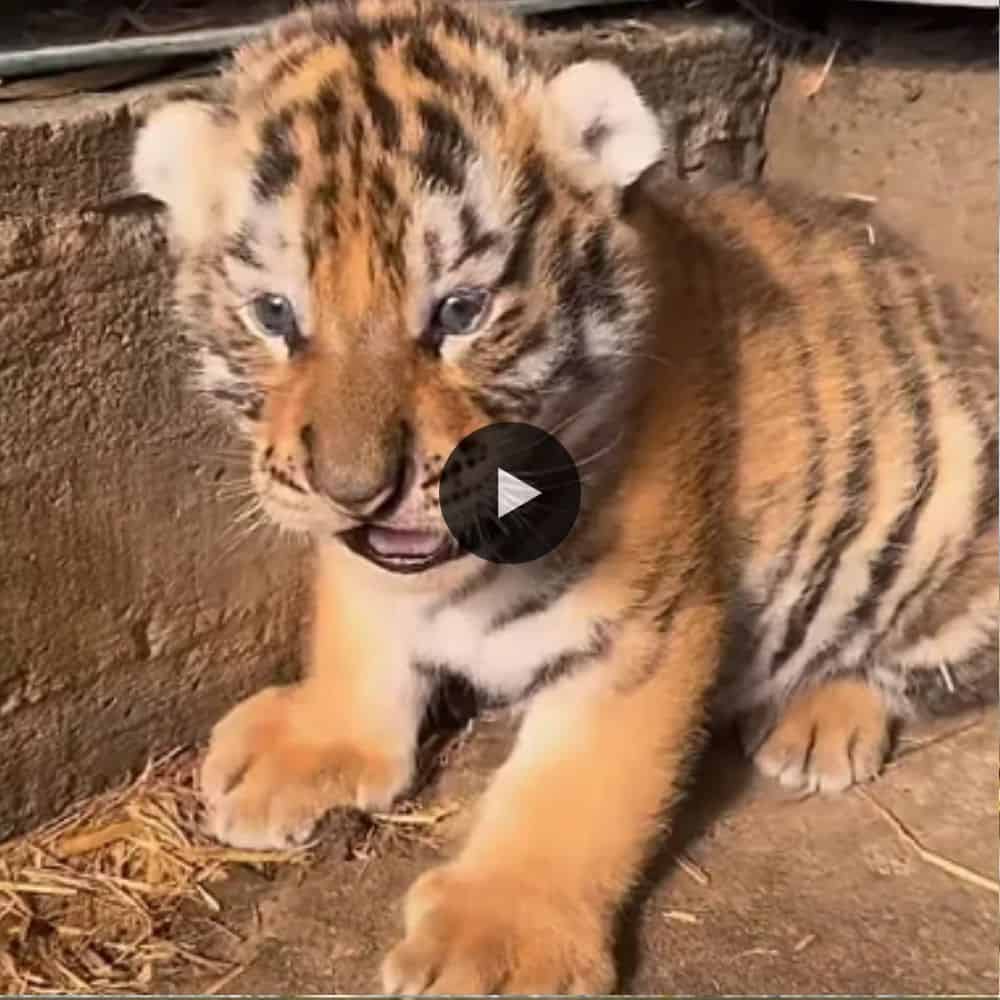 A Fluffy And Tiny Tiger Cub So Beautiful And Adorable (video)