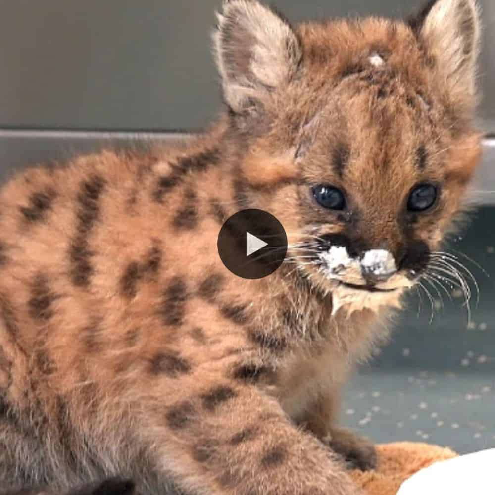 A Homeless Tiny Cougar Cub Found And Feed By A Woman (video)