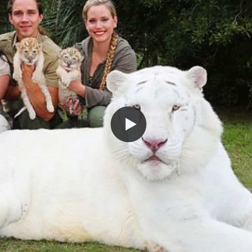 A Roaring Success, The World's First White Ligers Four Brothers Are Rarest Big Cats On The Planet (video)