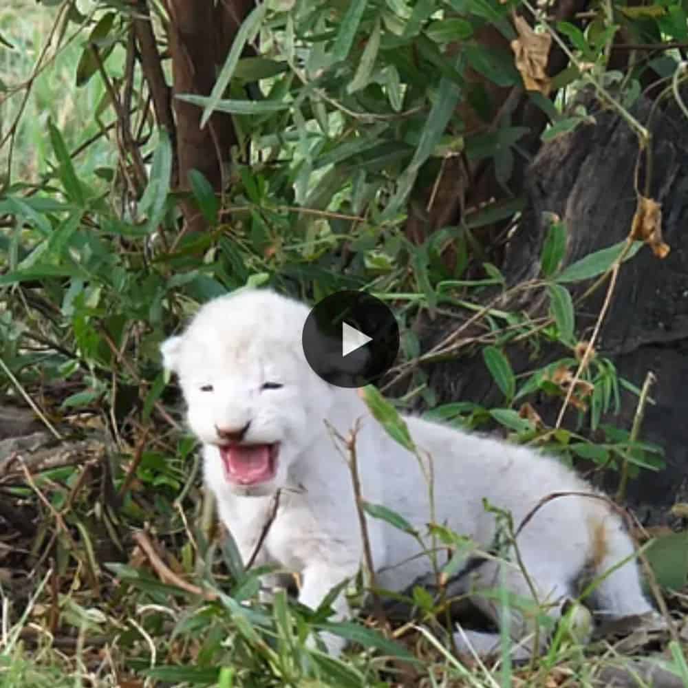 A Tiny White Lion Cub Roar So Load For Calling Mom In Wild (video)