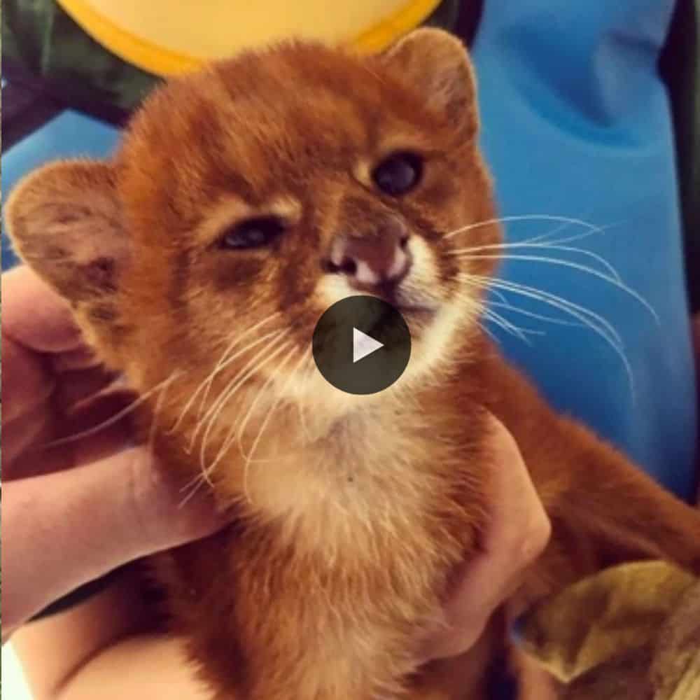 Abandoned 'kitten' Adopted By Girl Turns Out To Be Wild Puma (video)